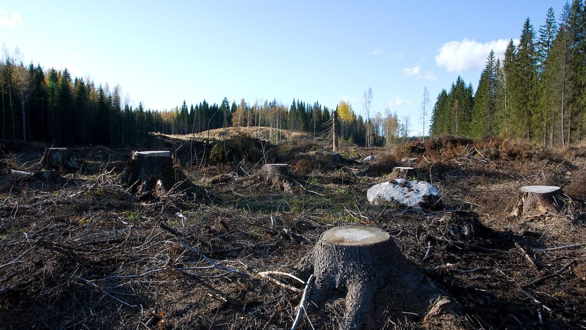 Claro talado en bosque boreal finlandés con caminos de acceso y maquinaria detenida, sitio de obra de un datacenter