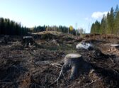 Claro talado en bosque boreal finlandés con caminos de acceso y maquinaria detenida, sitio de obra de un datacenter