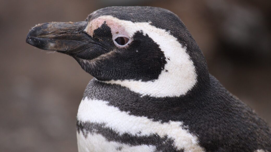Colonia de pingüinos de Magallanes en la costa patagónica, con el mar de fondo, evocando el hábitat de reproducción de la especie.