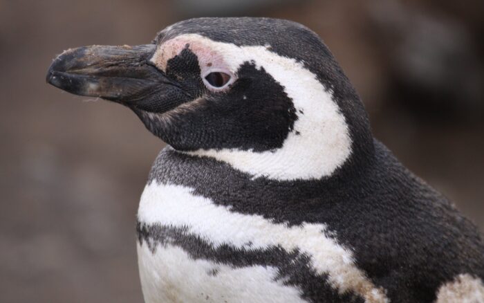 Colonia de pingüinos de Magallanes en la costa patagónica, con el mar de fondo, evocando el hábitat de reproducción de la especie.
