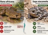 Arroyo somero con puestas de huevos de anfibio en la localidad de Socos, Coquimbo, con una rana africana cercana